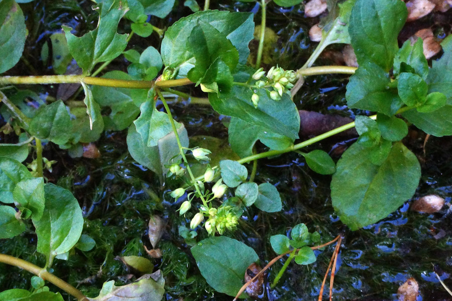Veronica anagallis-aquatica